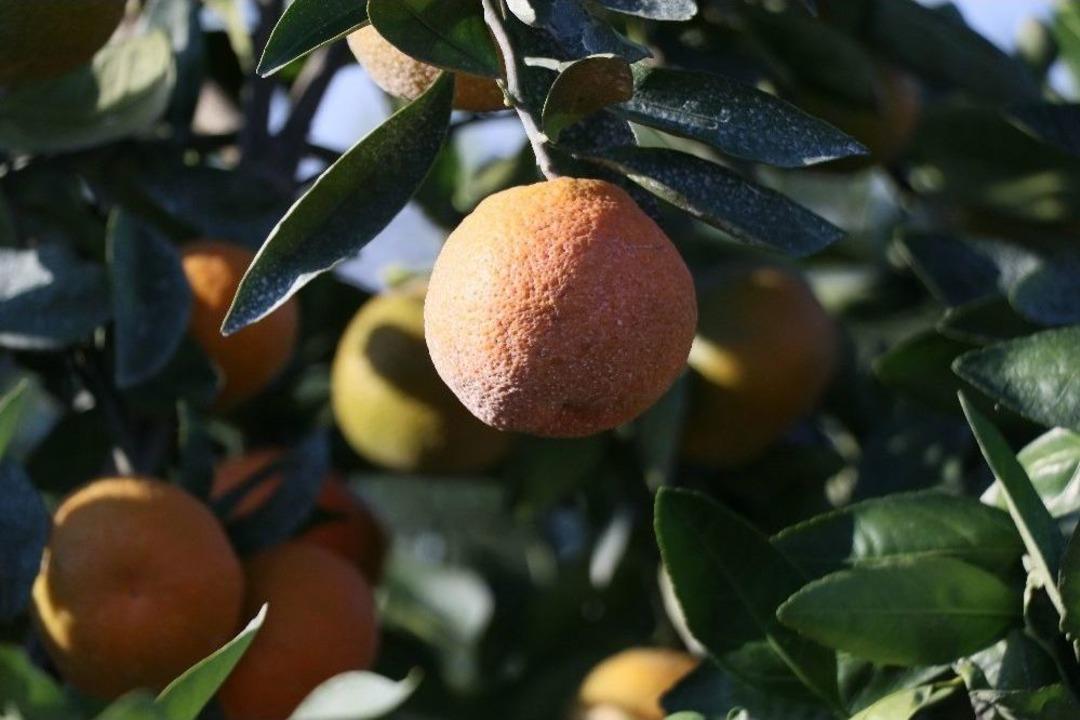 Adana&rsquo;dan &Ccedil;in Ve Japonya&rsquo;ya Narenciye İhracatı