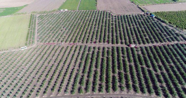 Adana’dan Çin Ve Japonya’ya Narenciye İhracatı G1