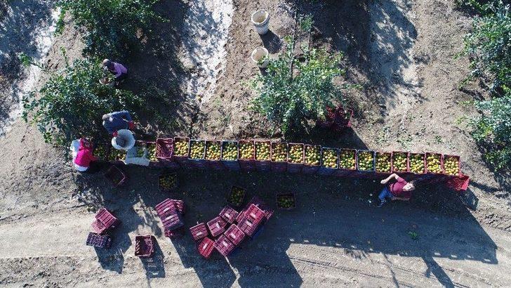 Adana’dan Çin Ve Japonya’ya Narenciye İhracatı G2