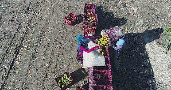 Adana’dan Çin Ve Japonya’ya Narenciye İhracatı G3