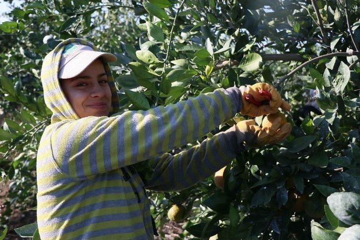 Adana’dan Çin Ve Japonya’ya Narenciye İhracatı G4