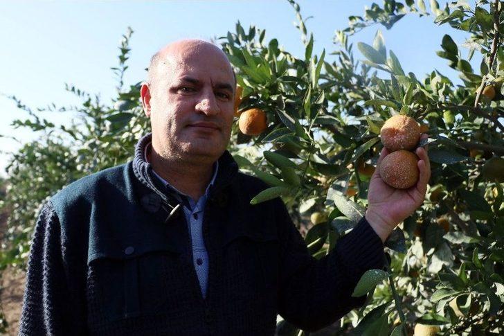 Adana’dan Çin Ve Japonya’ya Narenciye İhracatı G5