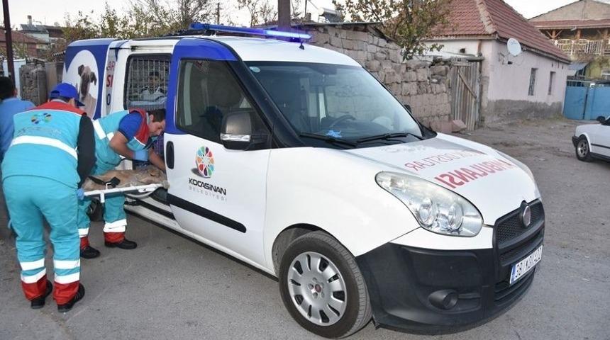 Yaralı Sokak Hayvanları ’küçük Dostlar Ambulans’ı İle Kliniğe Taşınacak