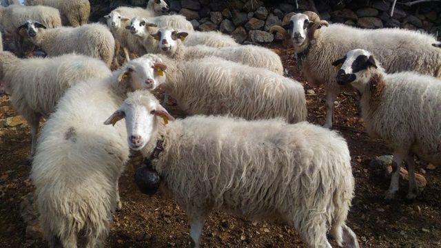 Burhaniye’de Damızlık Koyun Ve Keçi Desteklemesi Açıklaması