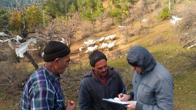 Burhaniye’de Damızlık Koyun Ve Keçi Desteklemesi Açıklaması