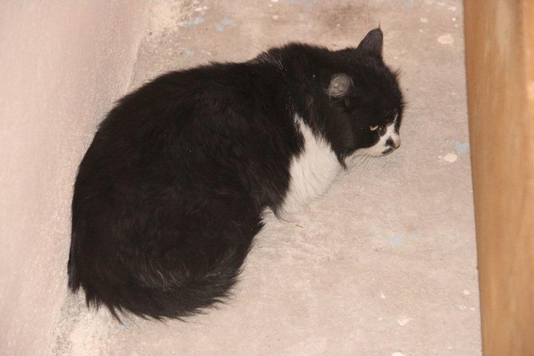 İplik Kediyi Ayağından Etti