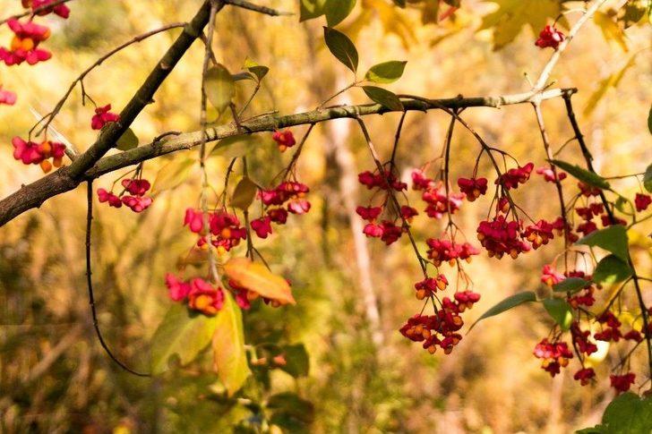 Belemedik Sonbaharda Bir Başka Güzel G1