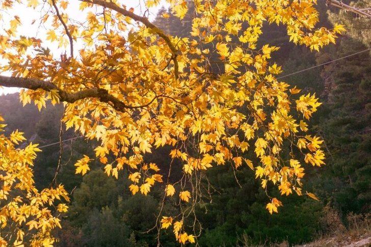 Belemedik Sonbaharda Bir Başka Güzel G4