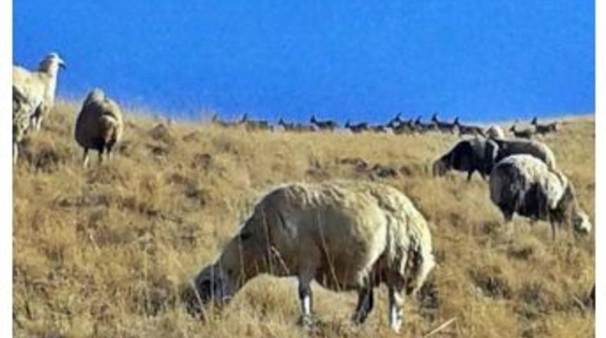 Erzincan&rsquo;da 35 Dağ Ke&ccedil;isi Koyun S&uuml;r&uuml;s&uuml;ne Katıldı