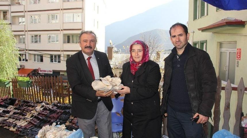 Akak’ın İlk İstiridye Mantarları Pazardaki Yerin Aldı