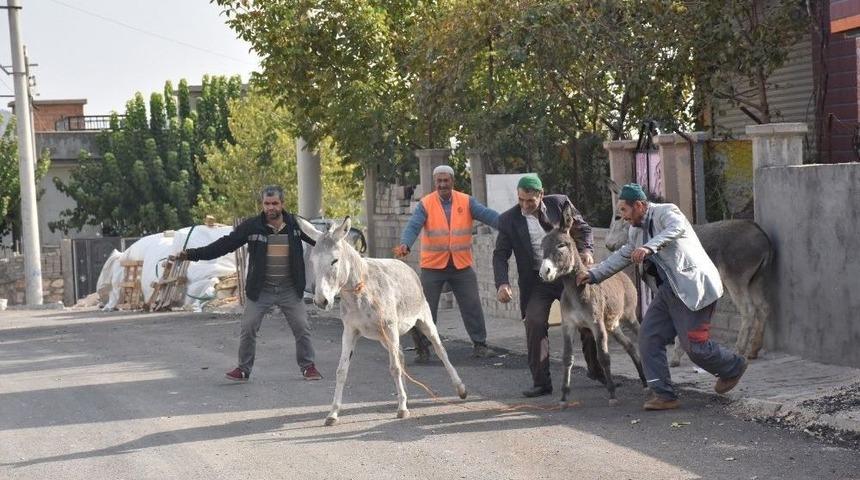 Darge&ccedil;it&rsquo;te Başı Boş Hayvanlar Sokaklardan Toplandı