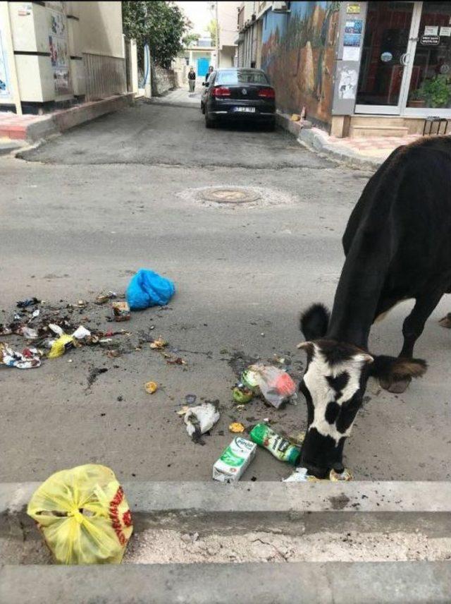 Dargeçit’te Başı Boş Hayvanlar Sokaklardan Toplandı