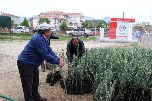 Fethiye’de Üreticilere Zeytin Fidanı Desteği 1