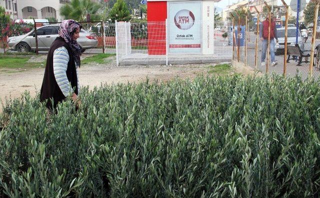 Fethiye’de Üreticilere Zeytin Fidanı Desteği 2