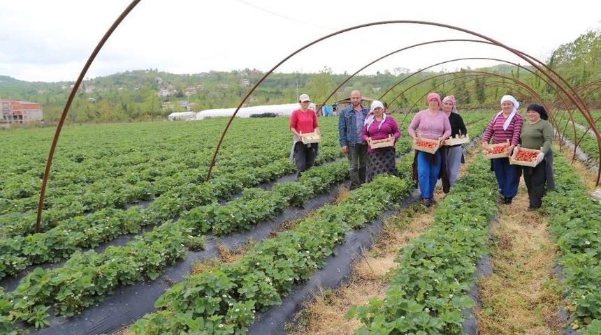 Ordu&rsquo;da &Ccedil;ilek &Uuml;retimi Canlandı