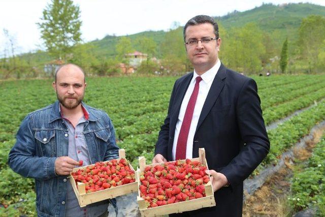 Ordu’da Çilek Üretimi Canlandı