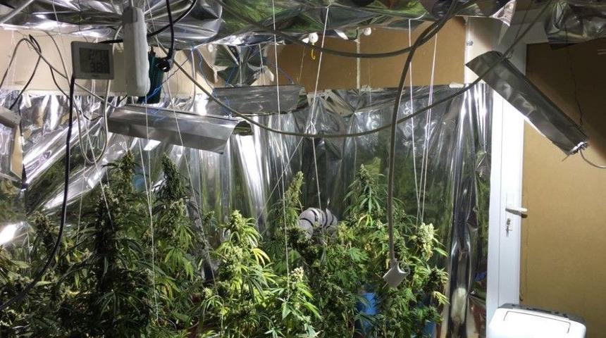 Operasyon Yapılan Evden Uyuşturucu Bahçesi Çıktı