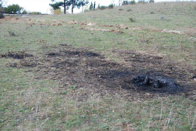 Köpeği Diri Diri Yaktılar 1