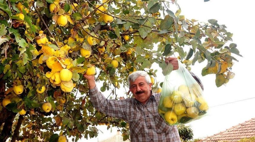 Sarıg&ouml;l&rsquo;de Ayva Bereketi