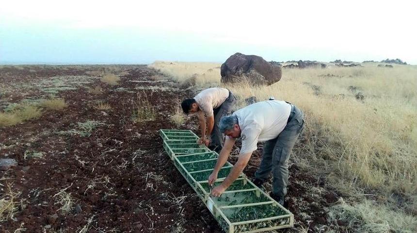 Nesli T&uuml;kenme Tehlikesi Altındaki Kuşlar Suriye&rsquo;ye Ka&ccedil;ırılırken Ele Ge&ccedil;irildi