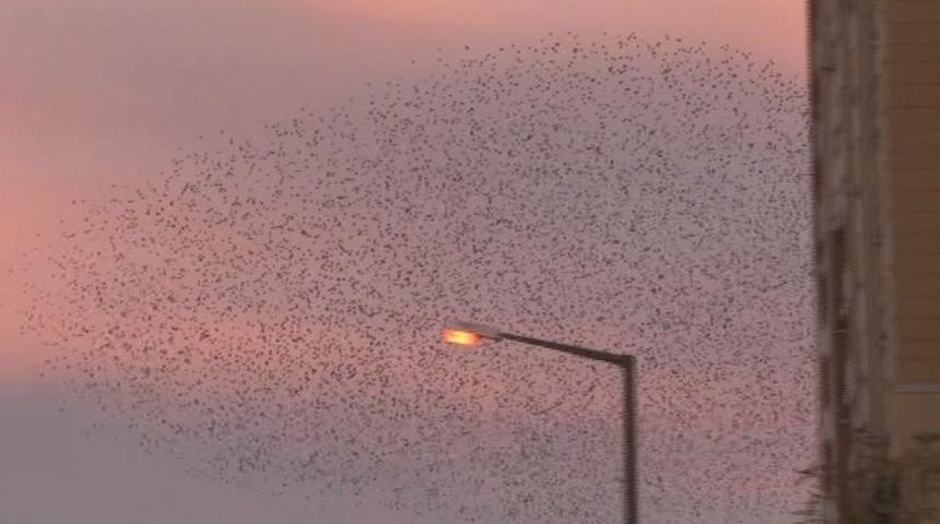 (özel Haber) Sığırcık Kuşlarının Gün Batımı Dansı