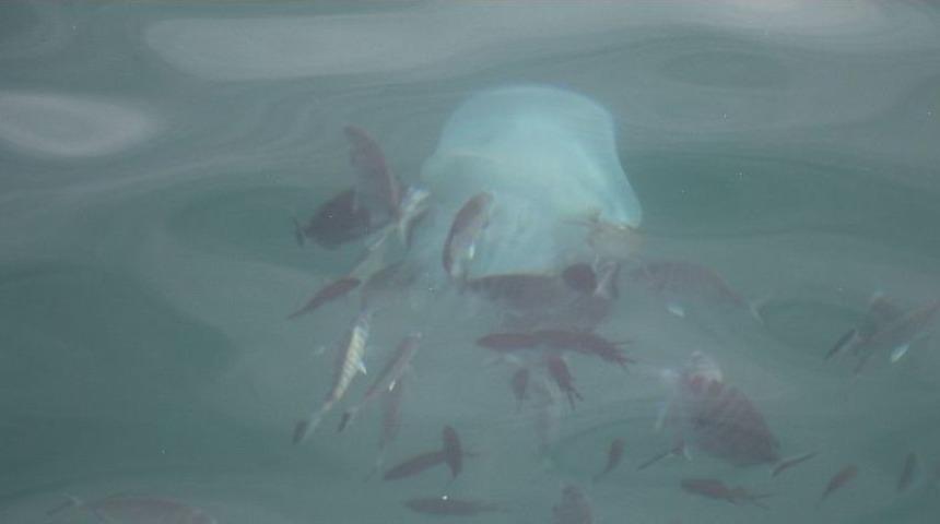 Kemerli Tarakçı Balıkları’nın Deniz Anasına Saldırı Anı Kameralara Yakalandı