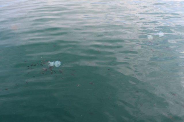 Kemerli Tarakçı Balıkları’nın Deniz Anasına Saldırı Anı Kameralara Yakalandı