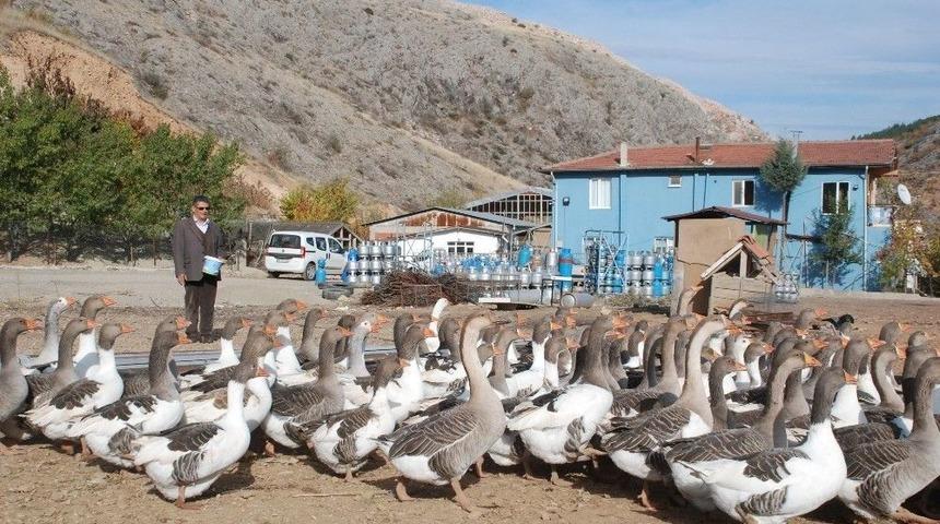 T&uuml;p Deposunda Hobi Olarak Başladı, 350 K&uuml;mes Hayvanı Besliyor