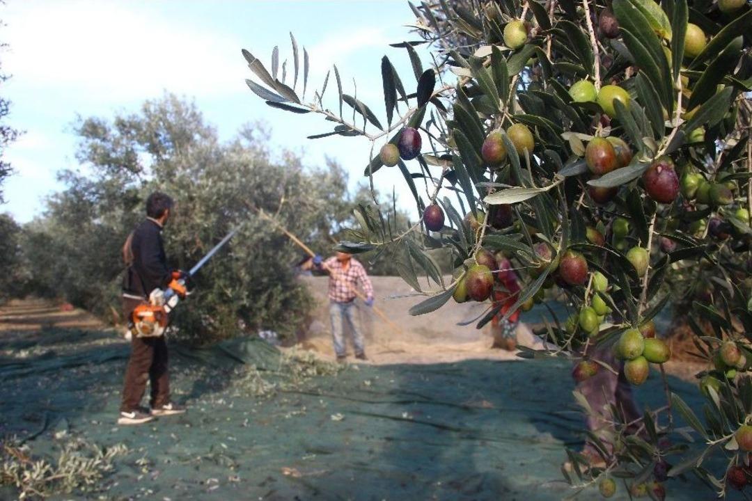 (&ouml;zel Haber) Zeytinin Taneden Yağa Uzanan Yolculuğu