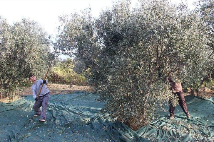 (özel Haber) Zeytinin Taneden Yağa Uzanan Yolculuğu G1