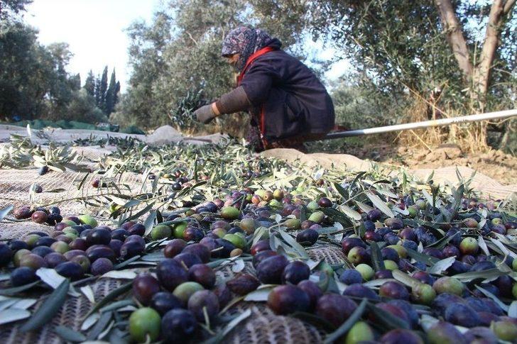 (özel Haber) Zeytinin Taneden Yağa Uzanan Yolculuğu G2