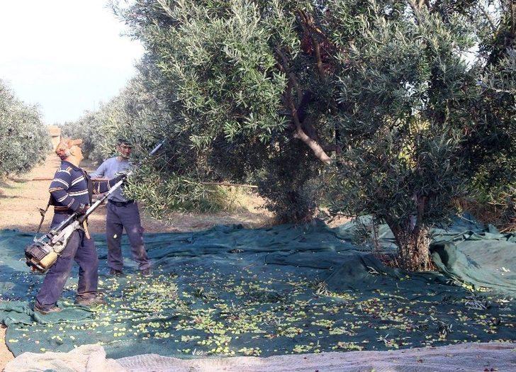 (özel Haber) Zeytinin Taneden Yağa Uzanan Yolculuğu G3