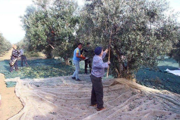 (özel Haber) Zeytinin Taneden Yağa Uzanan Yolculuğu G4