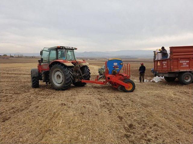 Sungurlu’da 3 Bin 500 Dekar Arazide Anıza Direkt Ekim Yapıldı