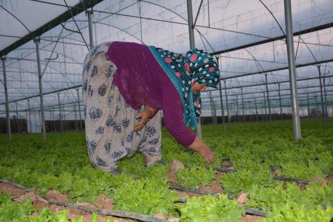 (&ouml;zel Haber) Tarlada 40 Kuruş, Pazarda 3 Tl