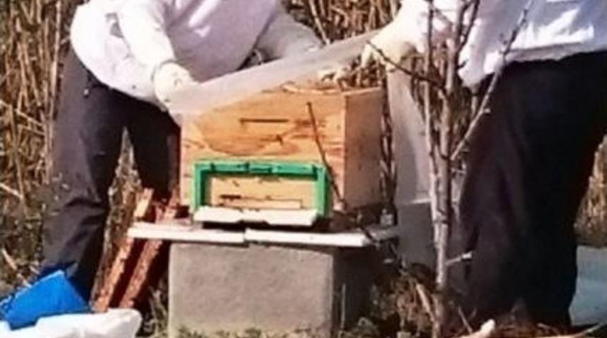 Kent Bostanları&rsquo;nda &Ccedil;i&ccedil;ek Balı &Uuml;retildi