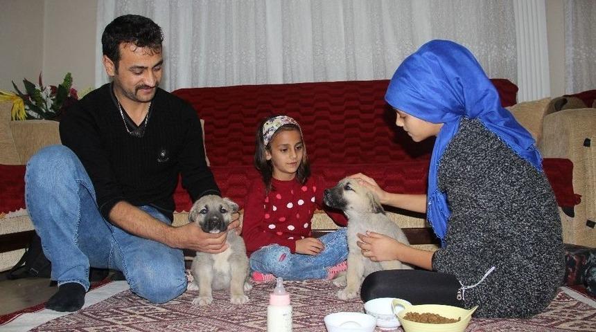 Yavru Kangallara Baba Şefkati