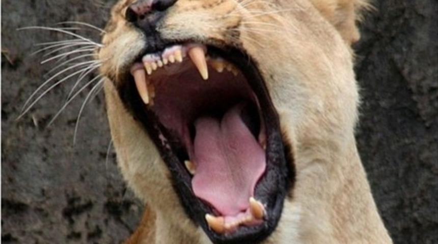 D&uuml;nyanın en tehlikeli 12 hayvanı