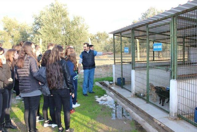 Burhaniye’de Liseliler Sokak Hayvanları İçin Mama Topladı