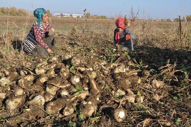 Sağanak Yağış Çiftçinin İşini Zorlaştırdı