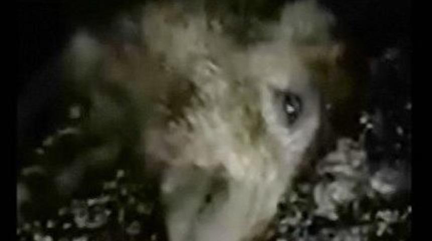 &Ccedil;arptı, &Ouml;z&uuml;r Diledi, Tedavi Edip Saldı