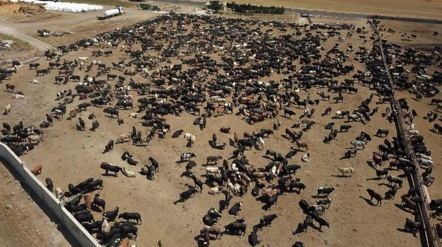 Ankara Valiliği'nden 'şarbon' açıklaması