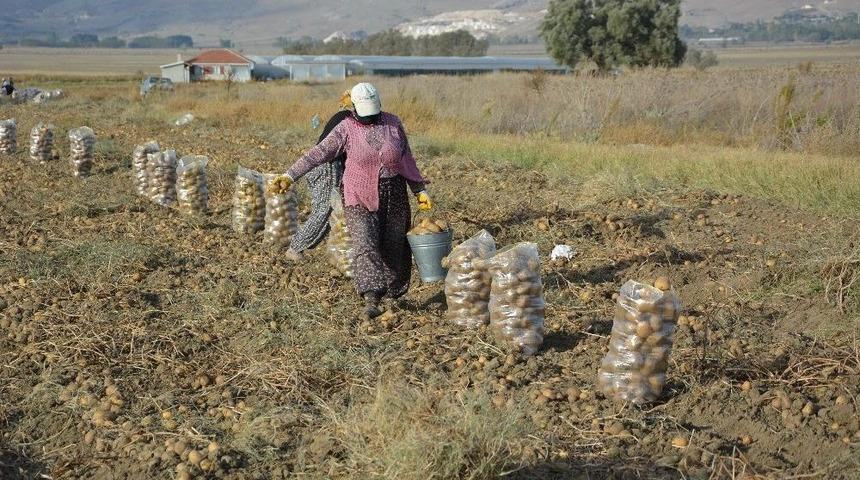 Patates Hasadı Sona Erdi