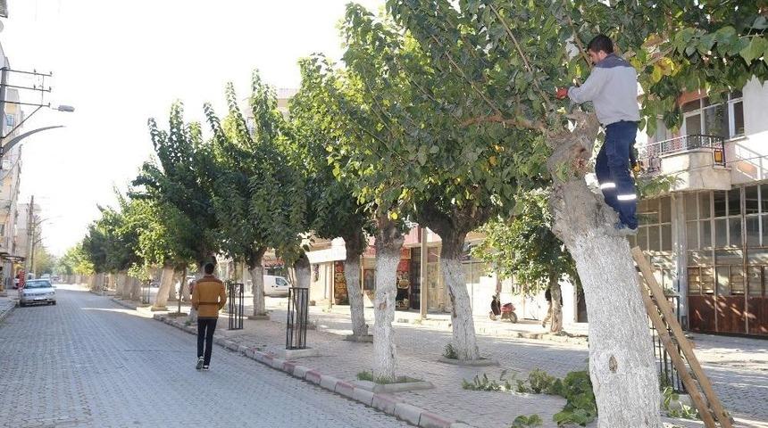 Budanan Ağa&ccedil;lar İhtiya&ccedil; Sahiplerine Yakacak Olarak D&ouml;necek