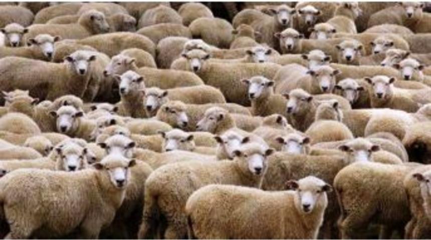 Gen&ccedil; &Ccedil;ift&ccedil;ilere Koyun Dağıtıldı