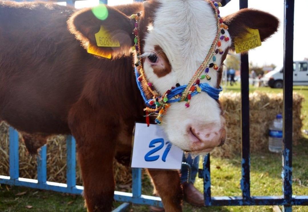 Silivri&rsquo;de &rsquo;en G&uuml;zel Buzağı&rsquo; Yarışması