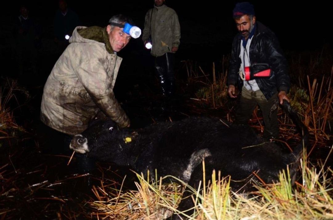 Muş&rsquo;ta Bataklığa Saplanan S&uuml;r&uuml; Mahsur Kaldı