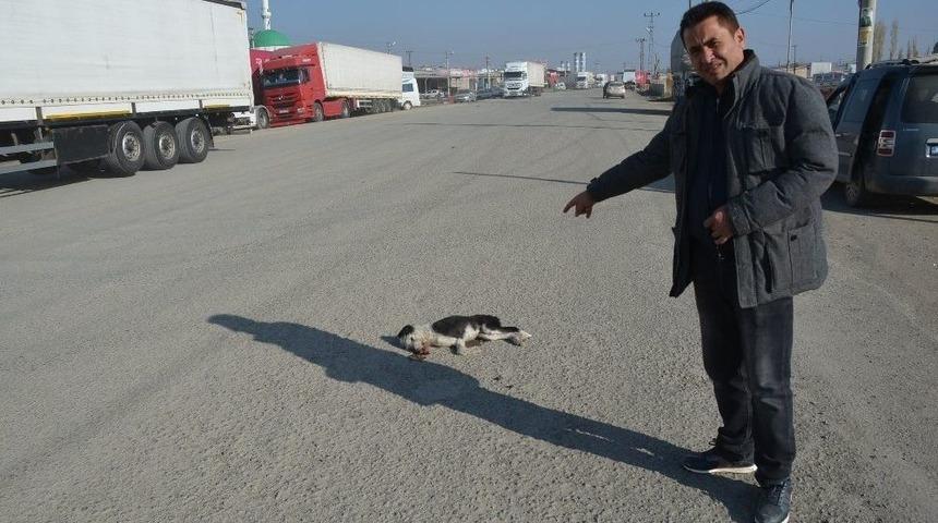 Otomobilin &Ccedil;arptığı Yavru K&ouml;pek Telef Oldu