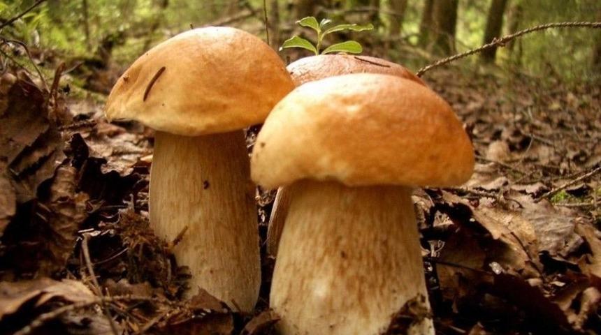 Sağlıkçılardan Vatandaşlara ‘zehirli Mantar’ Uyarısı