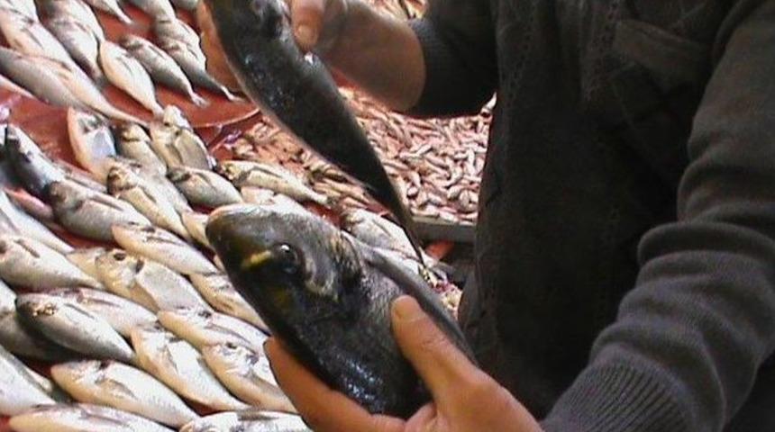 Aydın&rsquo;da Balık Bolluğu